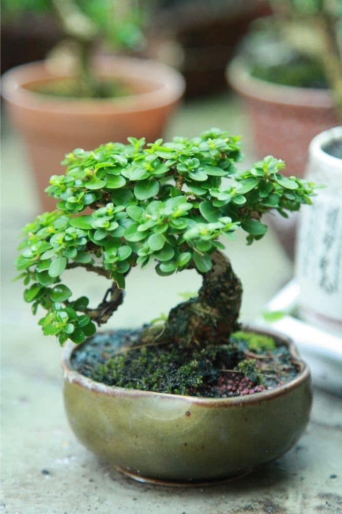 Premna Bonsai Tree