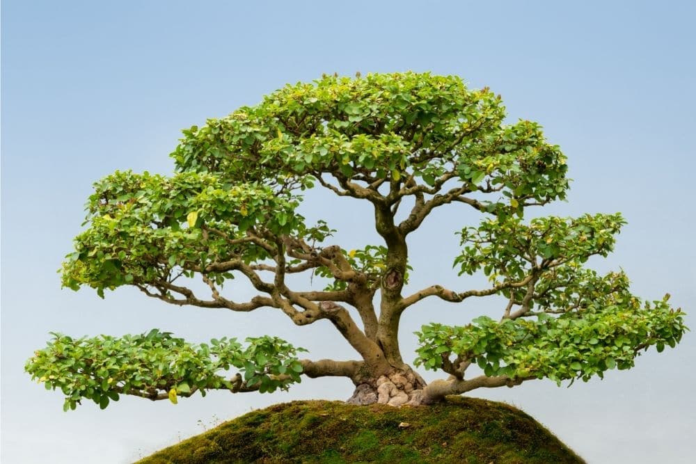 Privet Bonsai Tree