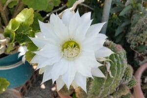 Queen Of The Night Flower Epiphyllum Oxypetalum How To Grow And Care