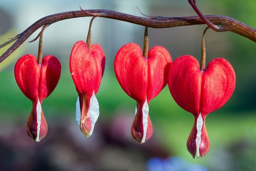 RED Bleeding Heart Flower