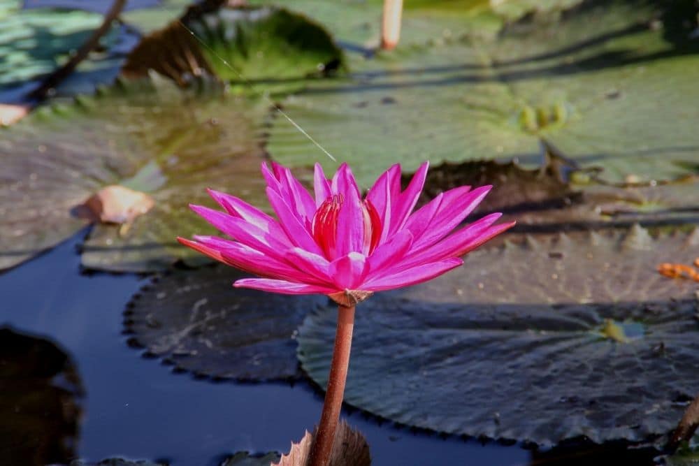 Red Flare Water Lilies