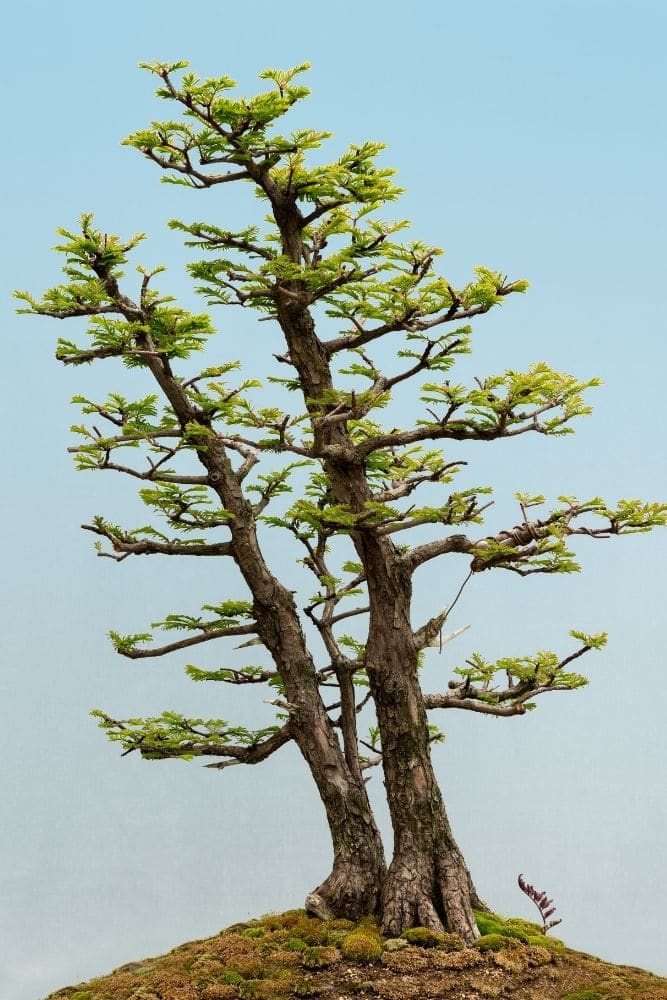 Redwood Bonsai Tree