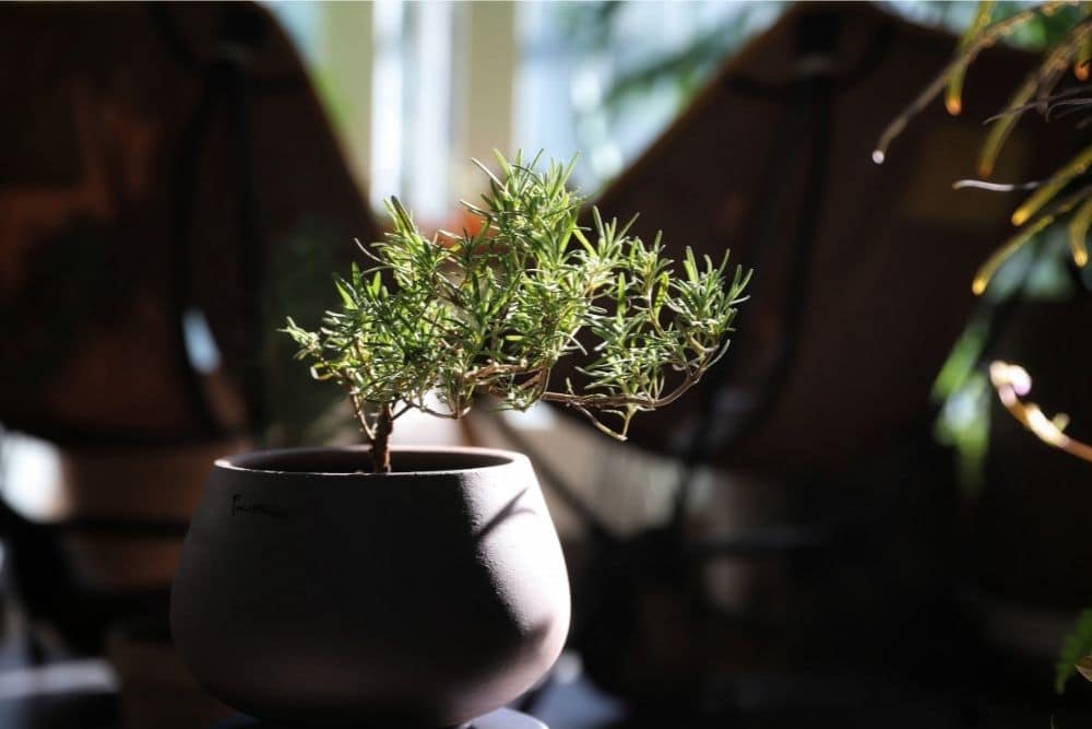 Rosemary Bonsai Tree