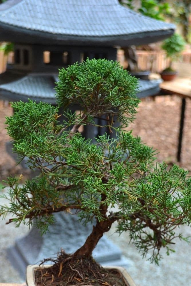 Spruce Bonsai Tree