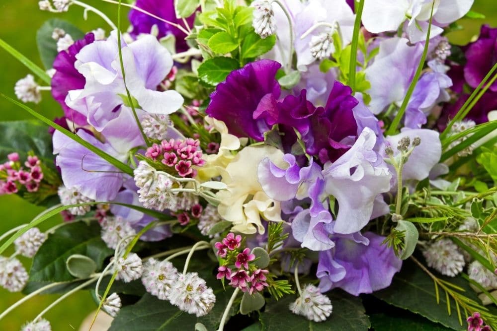 Sweet Pea Flower Meaning and Symbolism