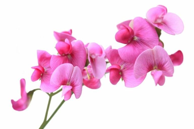 Sweet Pea Flower Meaning and Symbolism Flower Glossary