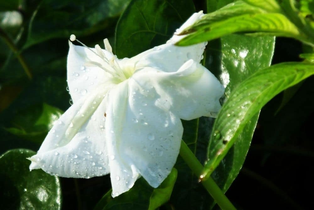 Top Beautiful Flowers That Bloom at Night