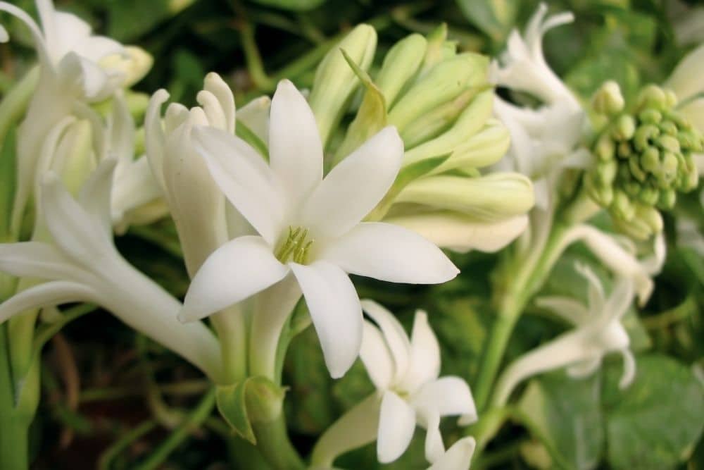 Tuberose