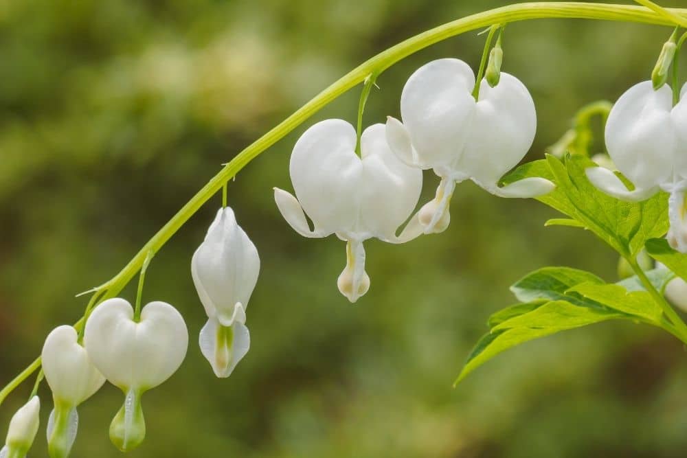 WHITE Bleeding Heart Flower