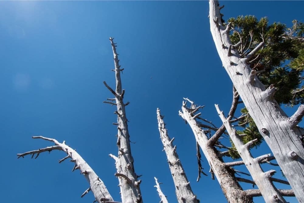 Whitebark Pine