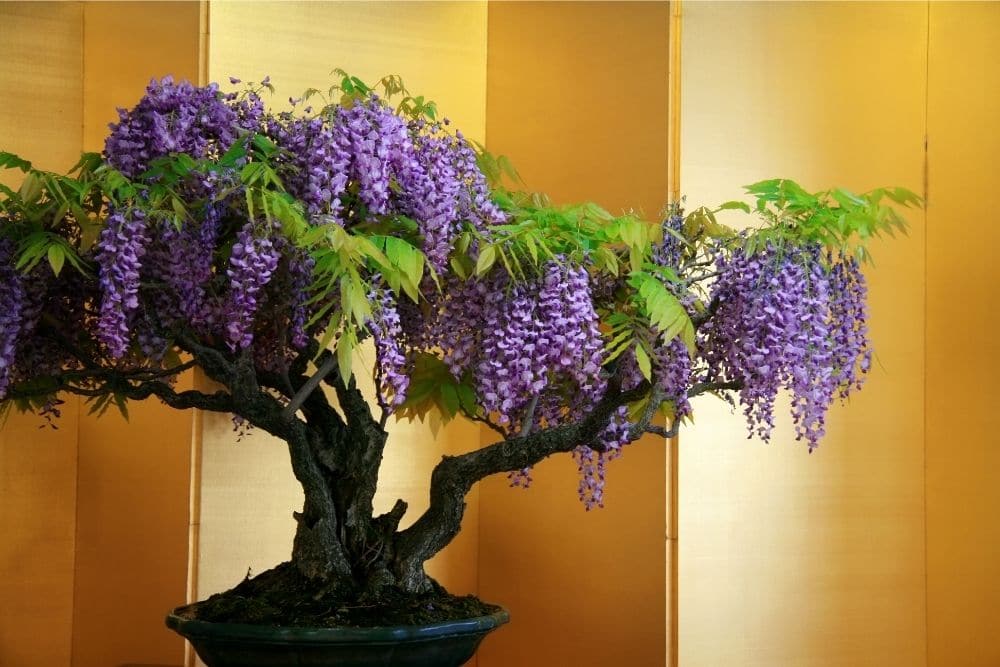 Wisteria Bonsai Tree