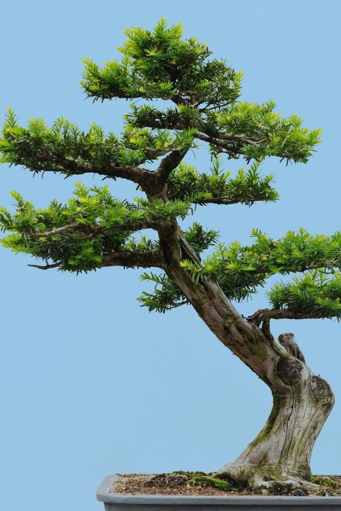 Yew Bonsai Tree