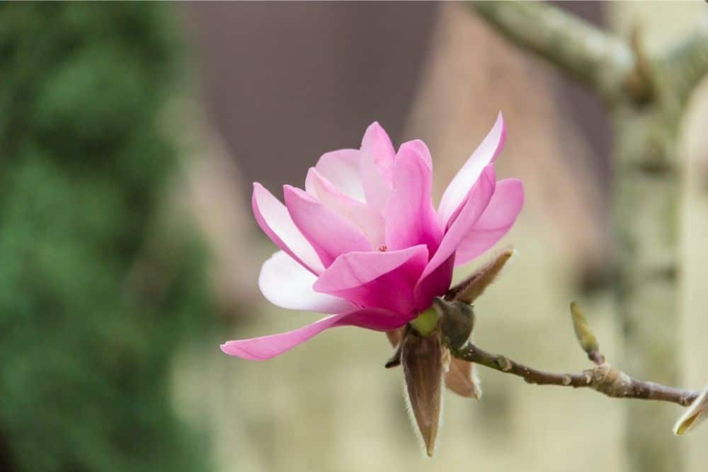 pink magnolia