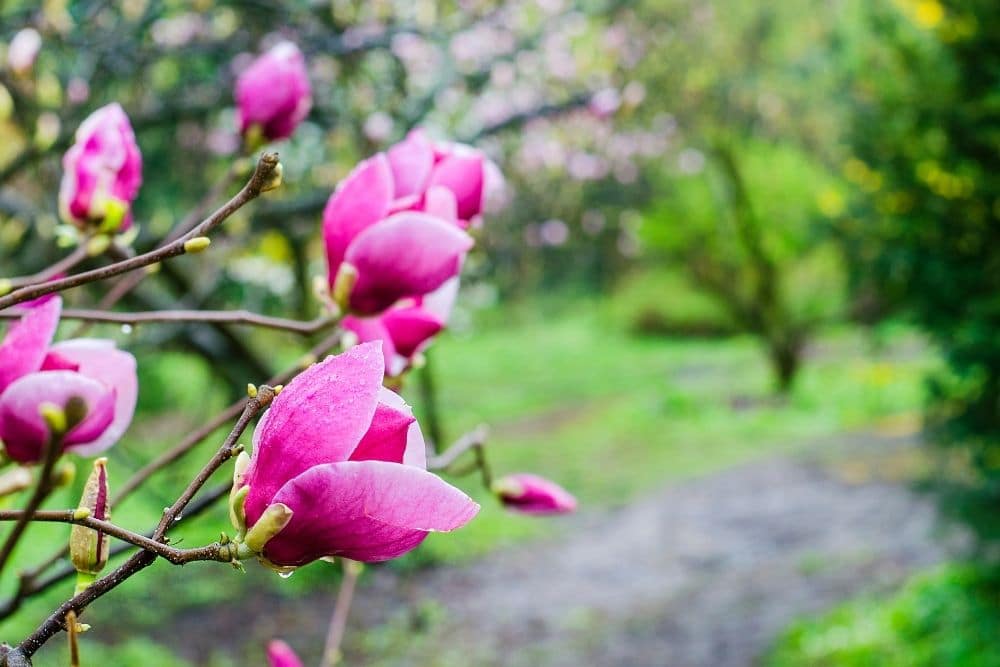 purple magnolia