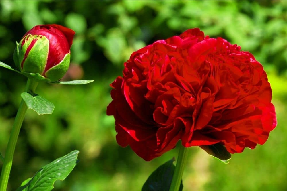 red peony