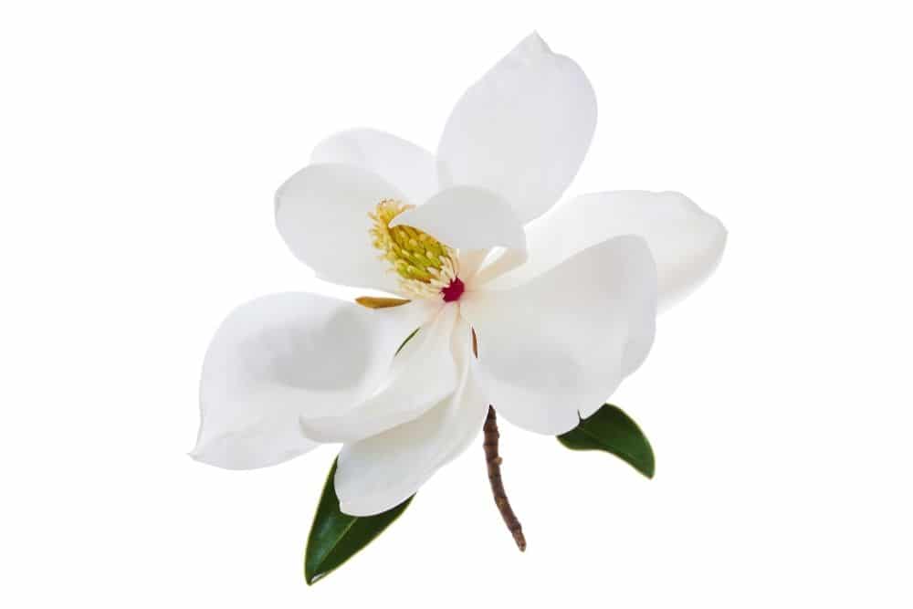 white magnolia