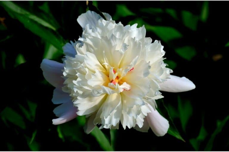 Peony Flower Meaning and Symbolism You Should Know Flower Glossary
