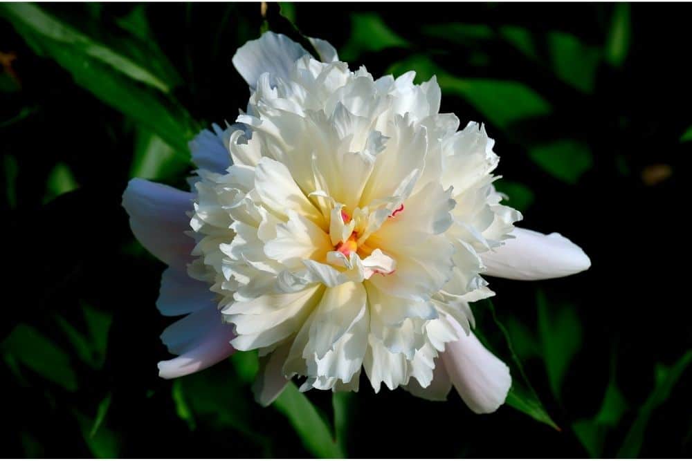 white peony