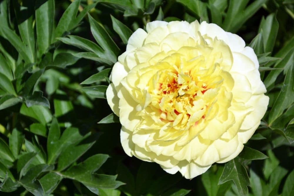 yellow peony