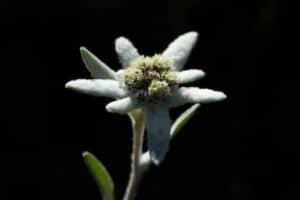 Edelweiss Flowers Leontopodium Alpinum How To Grow And Care