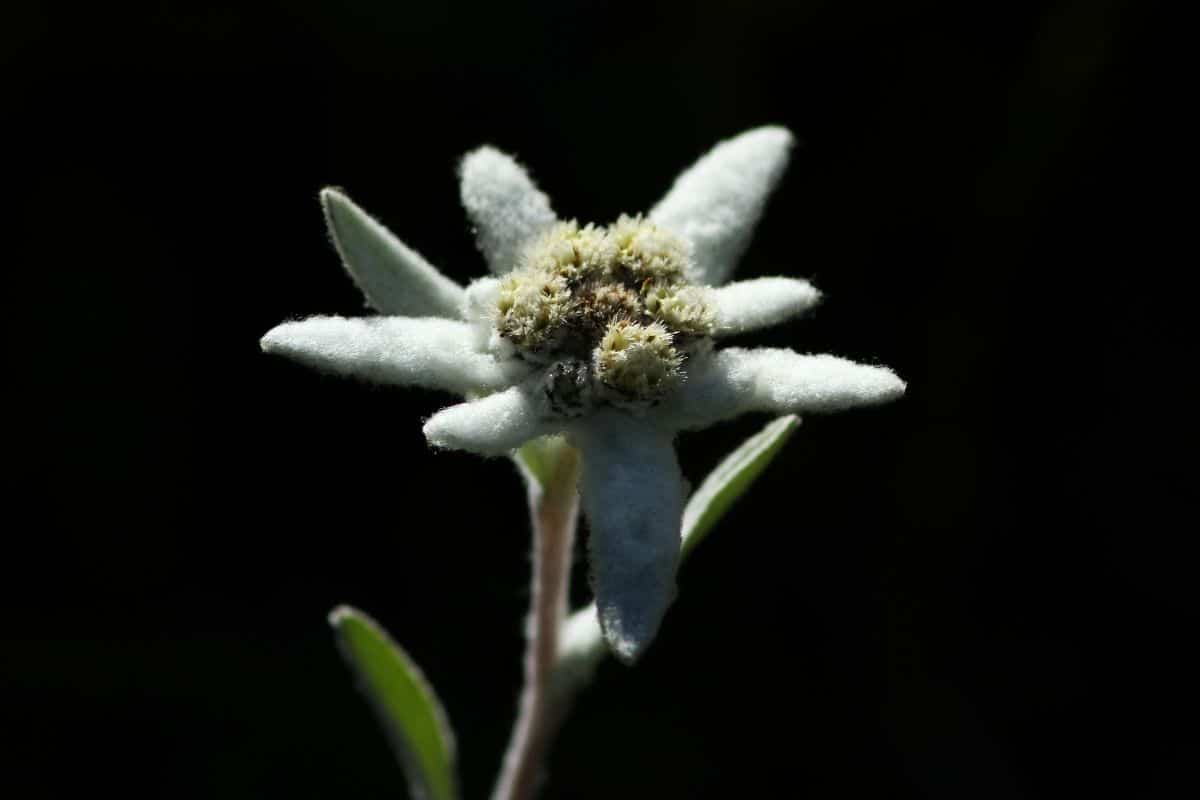 Edelweiss Flowers (Leontopodium Alpinum) How To Grow And Care Flower