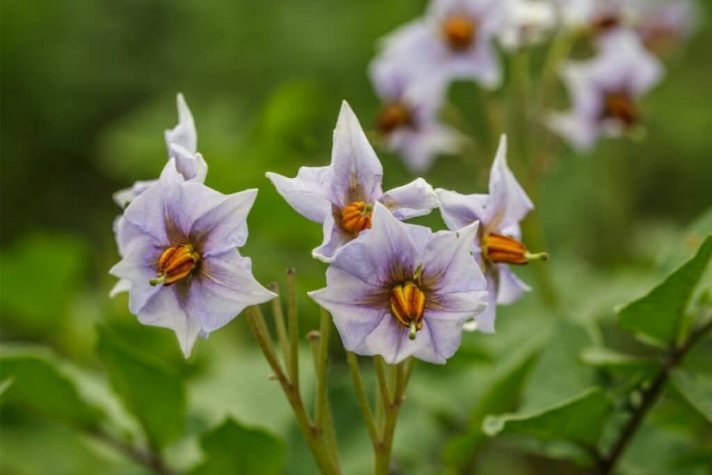 Everything You Need To Know About Potato Flower