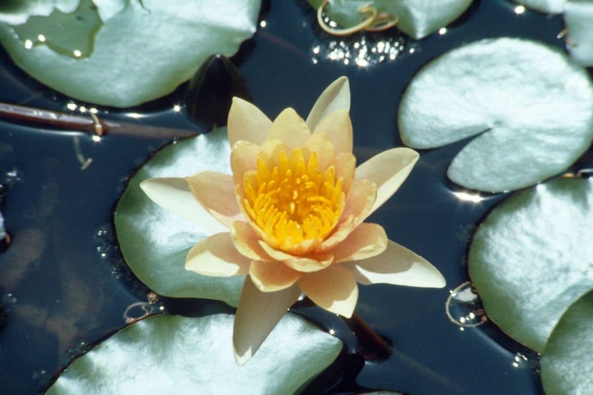 Water Lily Different Varieties, Flower Colors, And Pictures Flower
