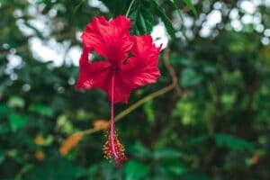 Hibiscus Flower Meaning And Symbolism