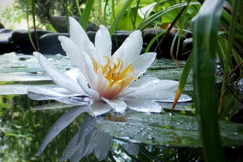 Marliacea Carnea Water Lily