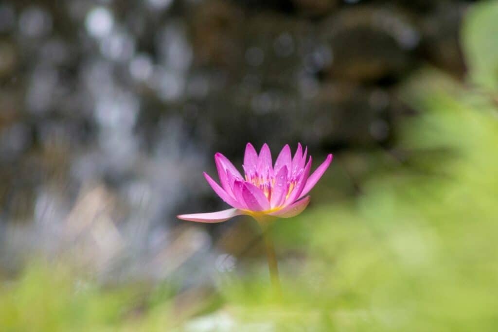 Nymphaea Capensis