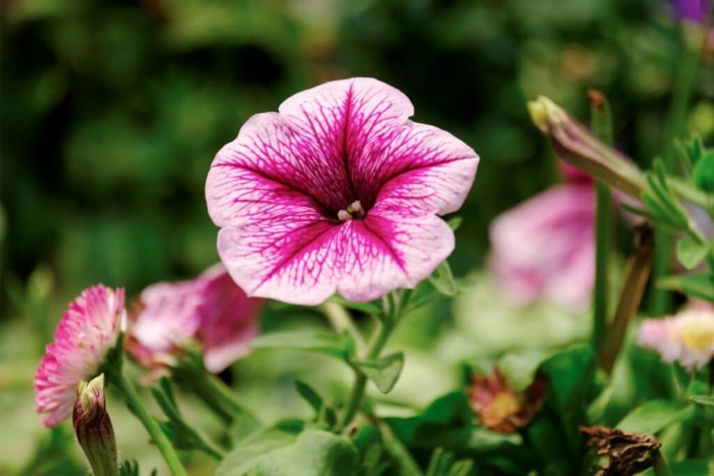 Petunias