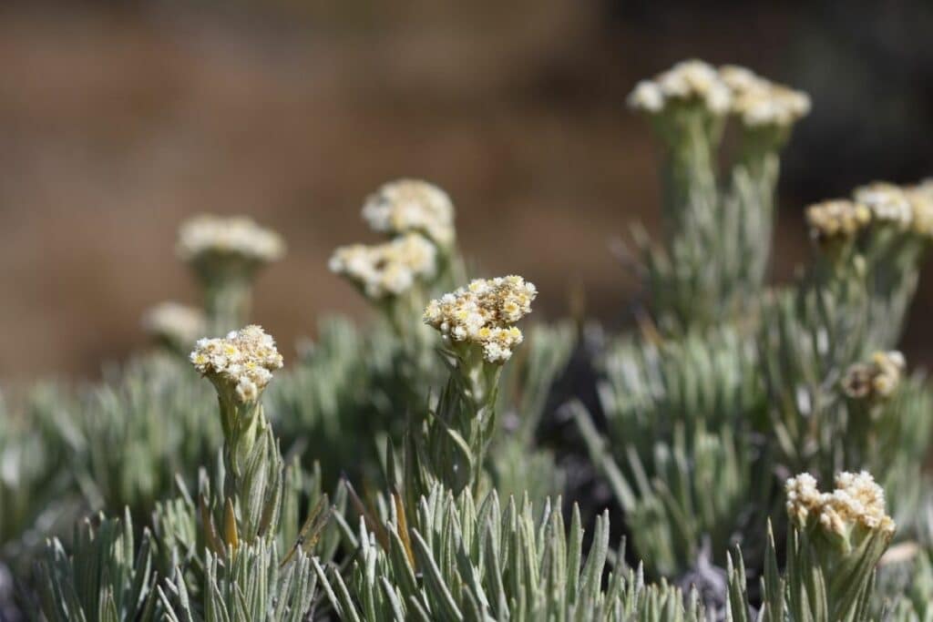 Planting Edelweiss