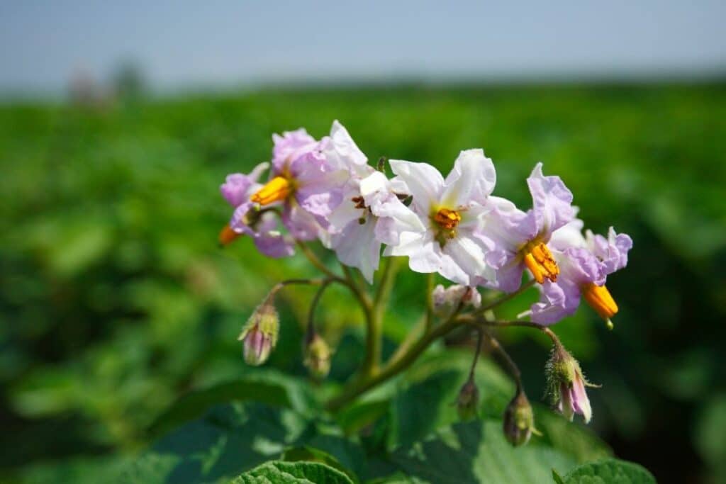 The Benefits Of Potato Flowers