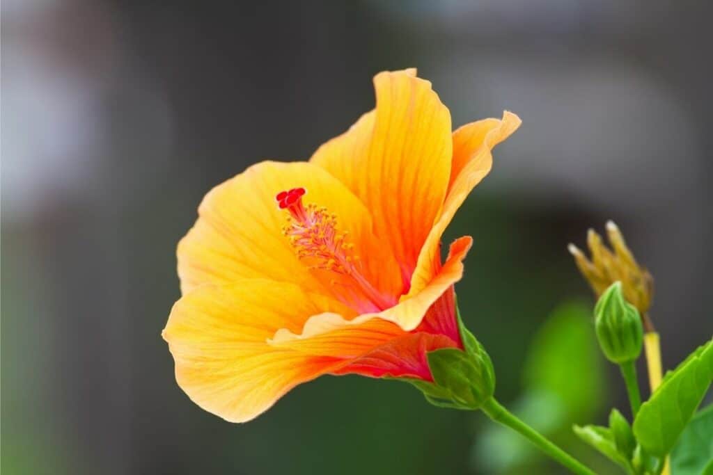 The Different Colors Of Hibiscus Flowers