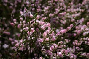 Waxflower Plant Types How To Grow And Care