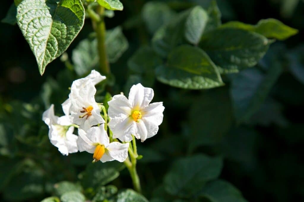 What Do Potato Flowers Look Like