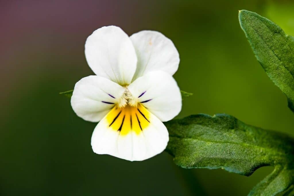 White Pansy