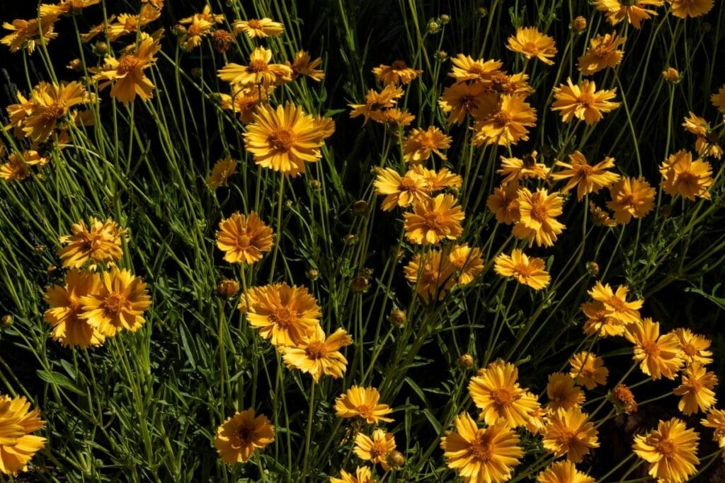 Desert Marigold Baileya