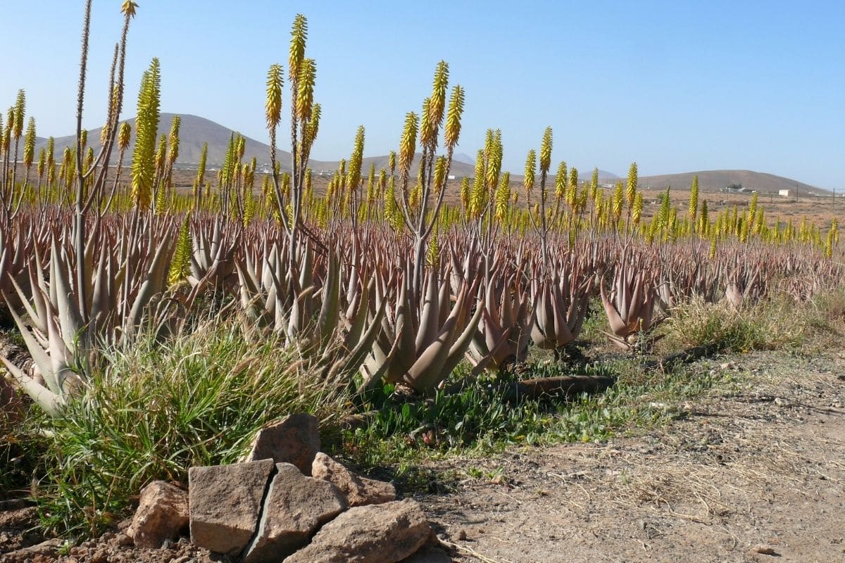 Aloe Vera Aloe Barbadensis