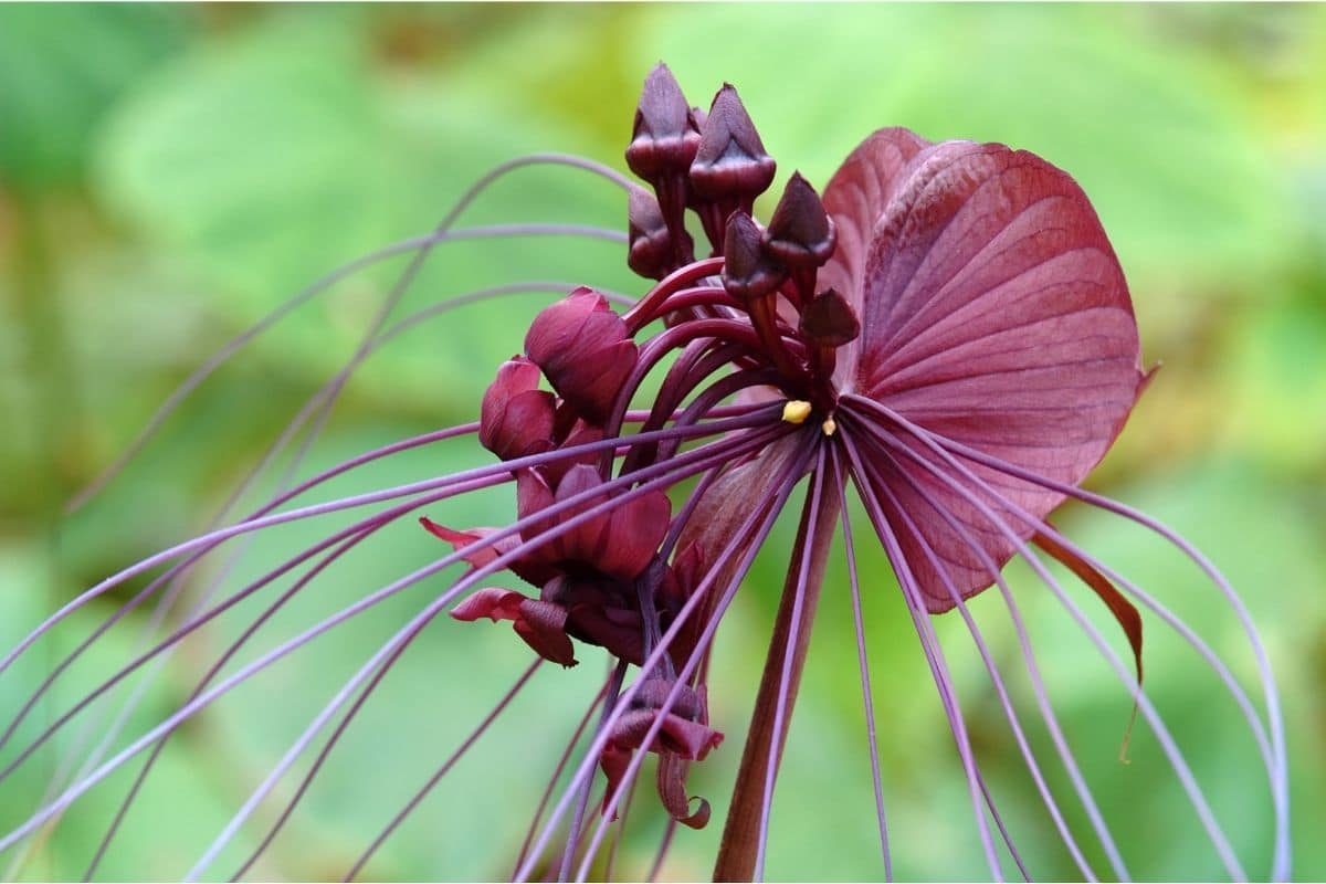 Black Bat Flower