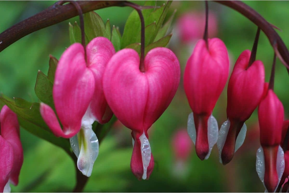 Bleeding Heart