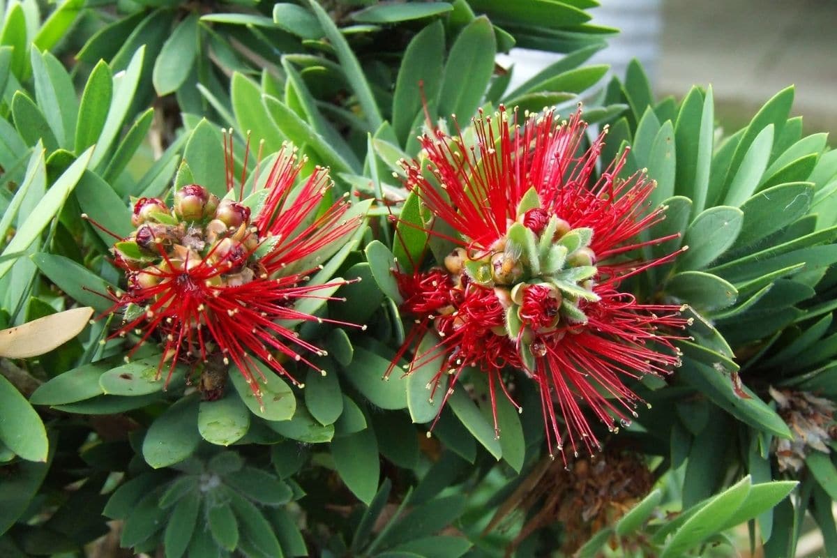 Bottlebrush Callistemon