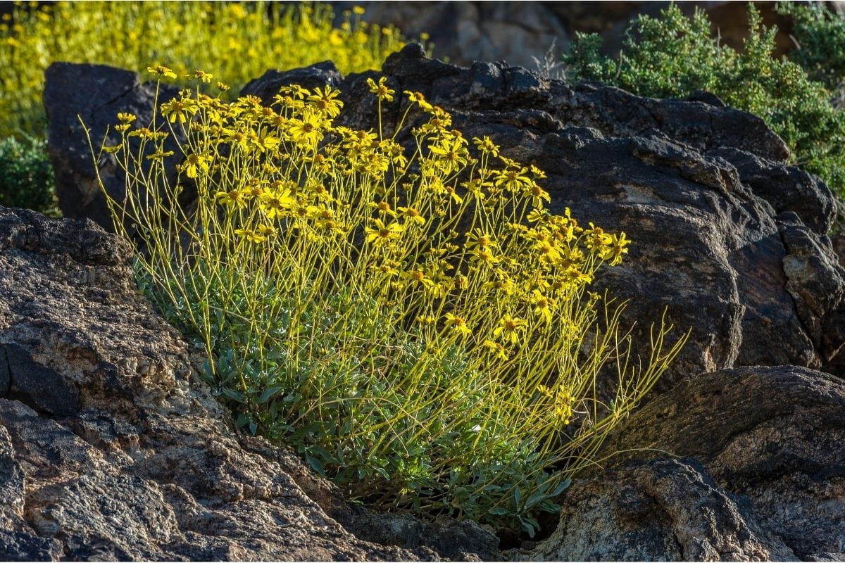 Brittlebush Encelia Farinosa