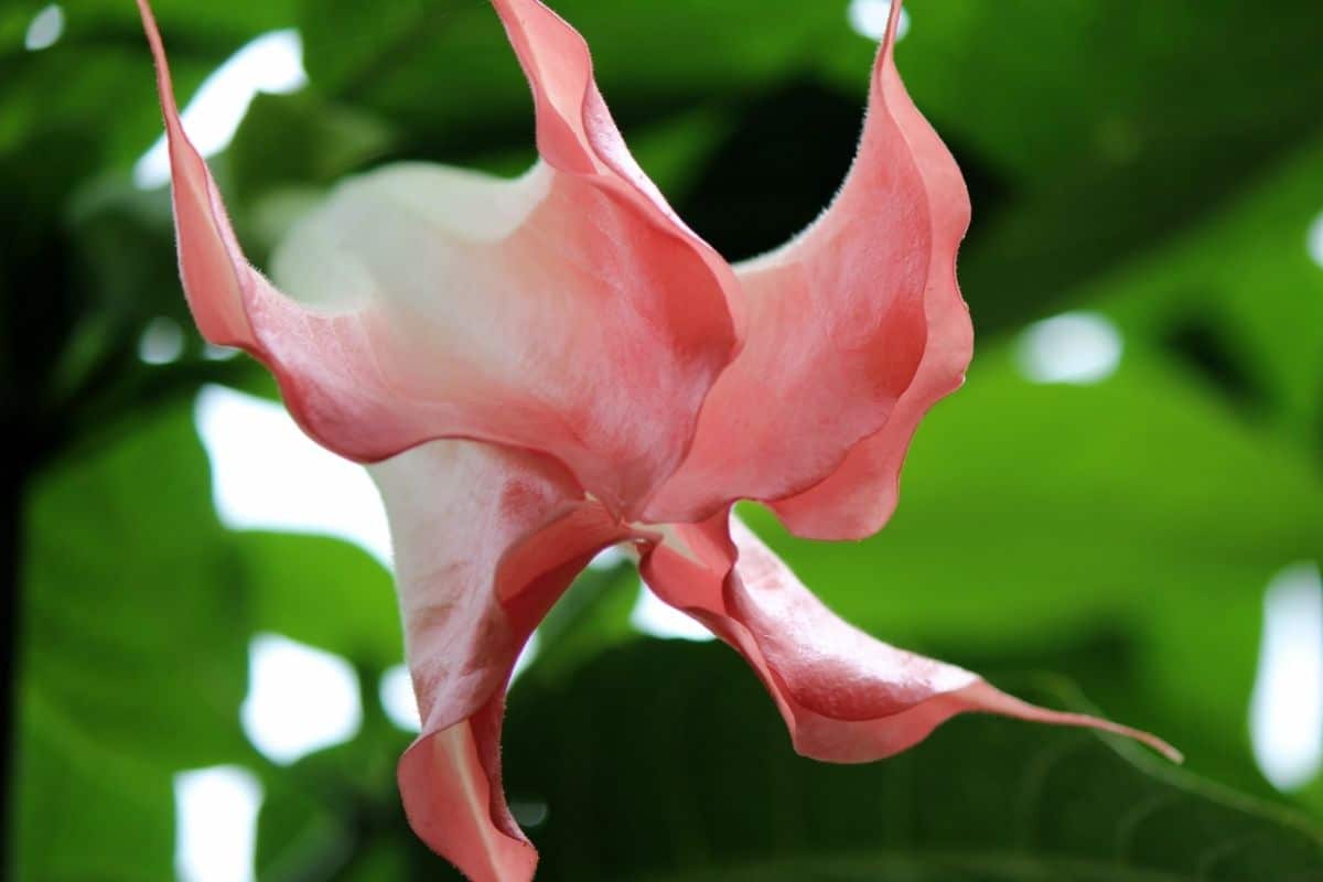 Brugmansia Vulcanicola