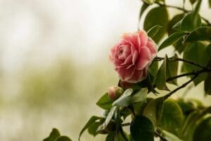 Camellia Flower Meaning and Symbolism