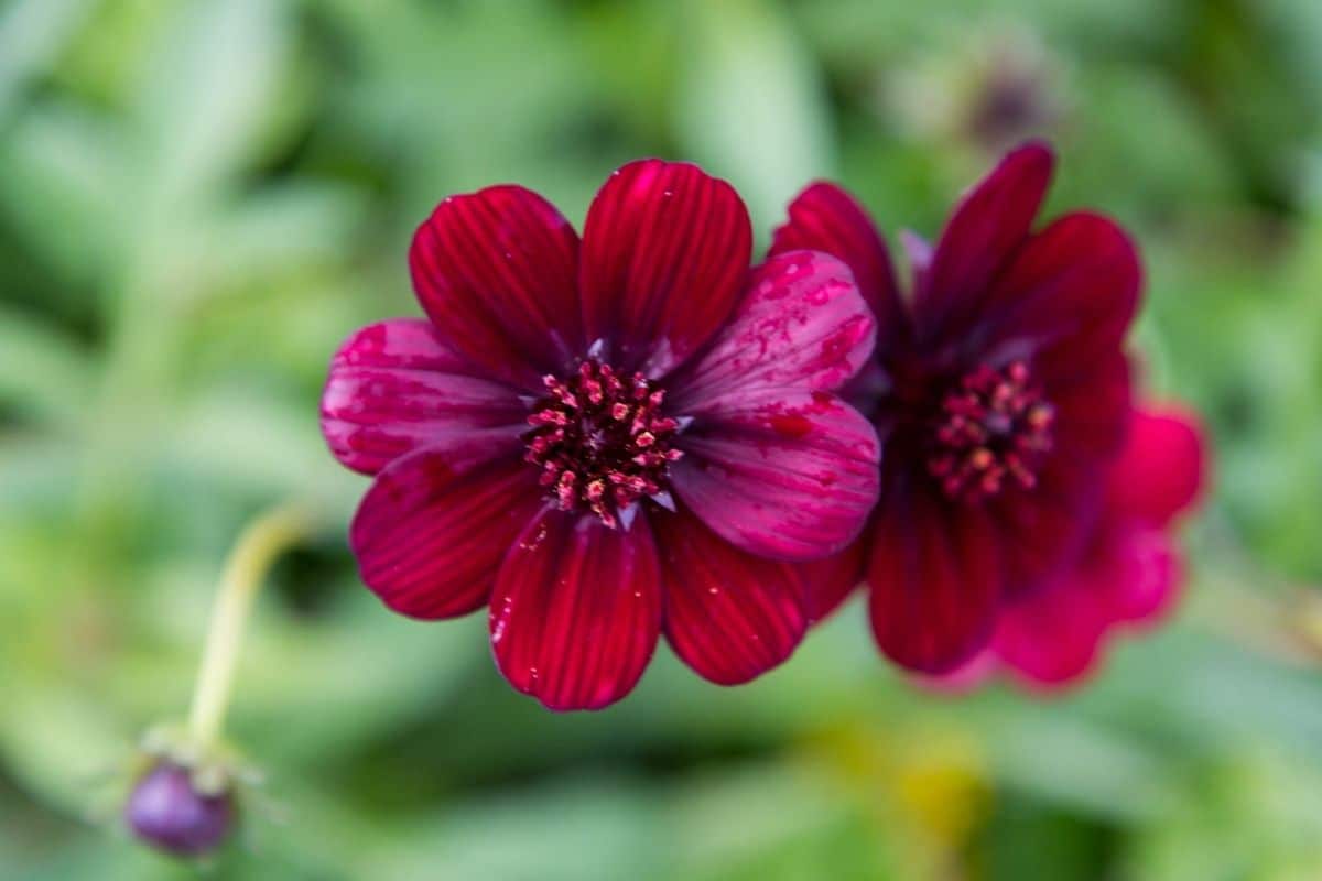 Chocolate Cosmos