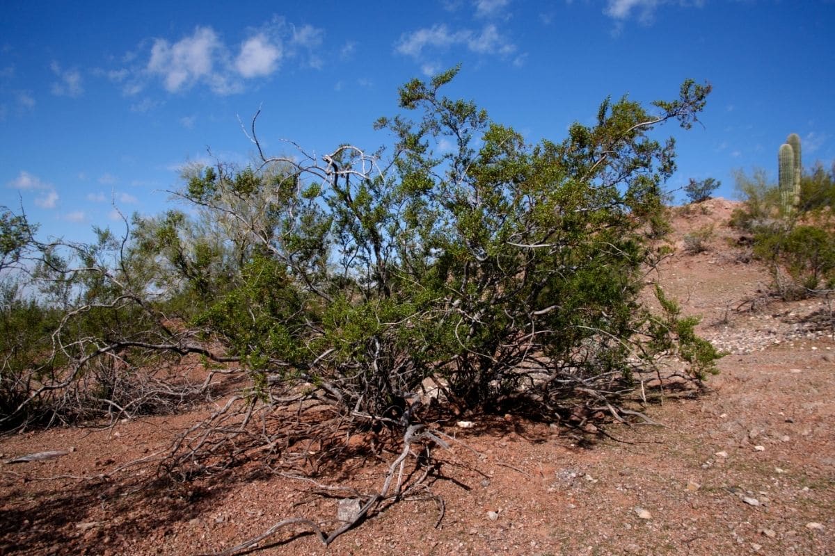 Creosote Bush Larrea tridentata