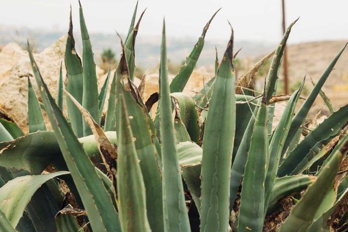 Curve Leaf Yucca Yucca Gloriosa var. Tristis