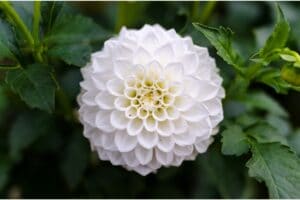 Dahlia Flower Meaning and Symbolism