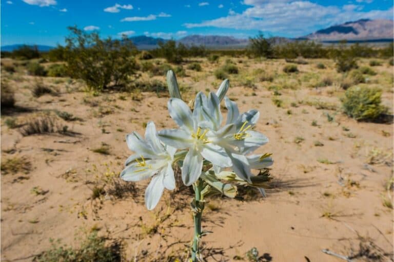 25 Desert Plants (With Pictures and Names) Flower Glossary